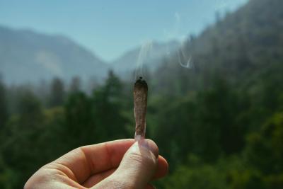 rolling cigarette